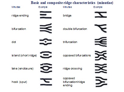Fingerprint Ridge Characteristics Worksheet